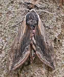 Privet Hawk-Moth